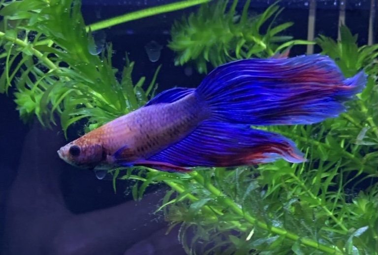 Karl, the purple-and-blue betta fish who inspired Chomper
